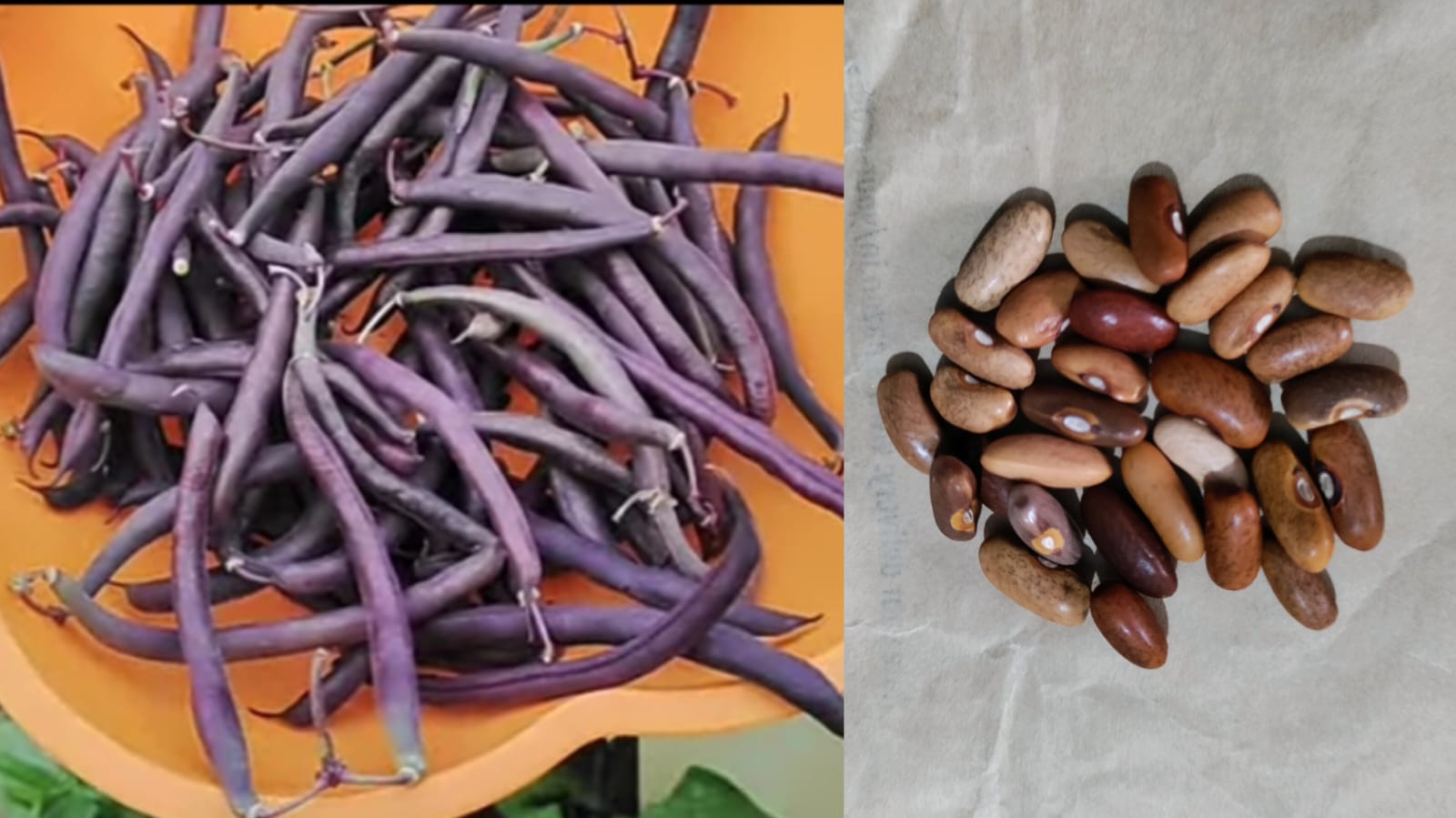 Semi creeper purple french beans desi variety – native vegetable seeds for Indian home garden