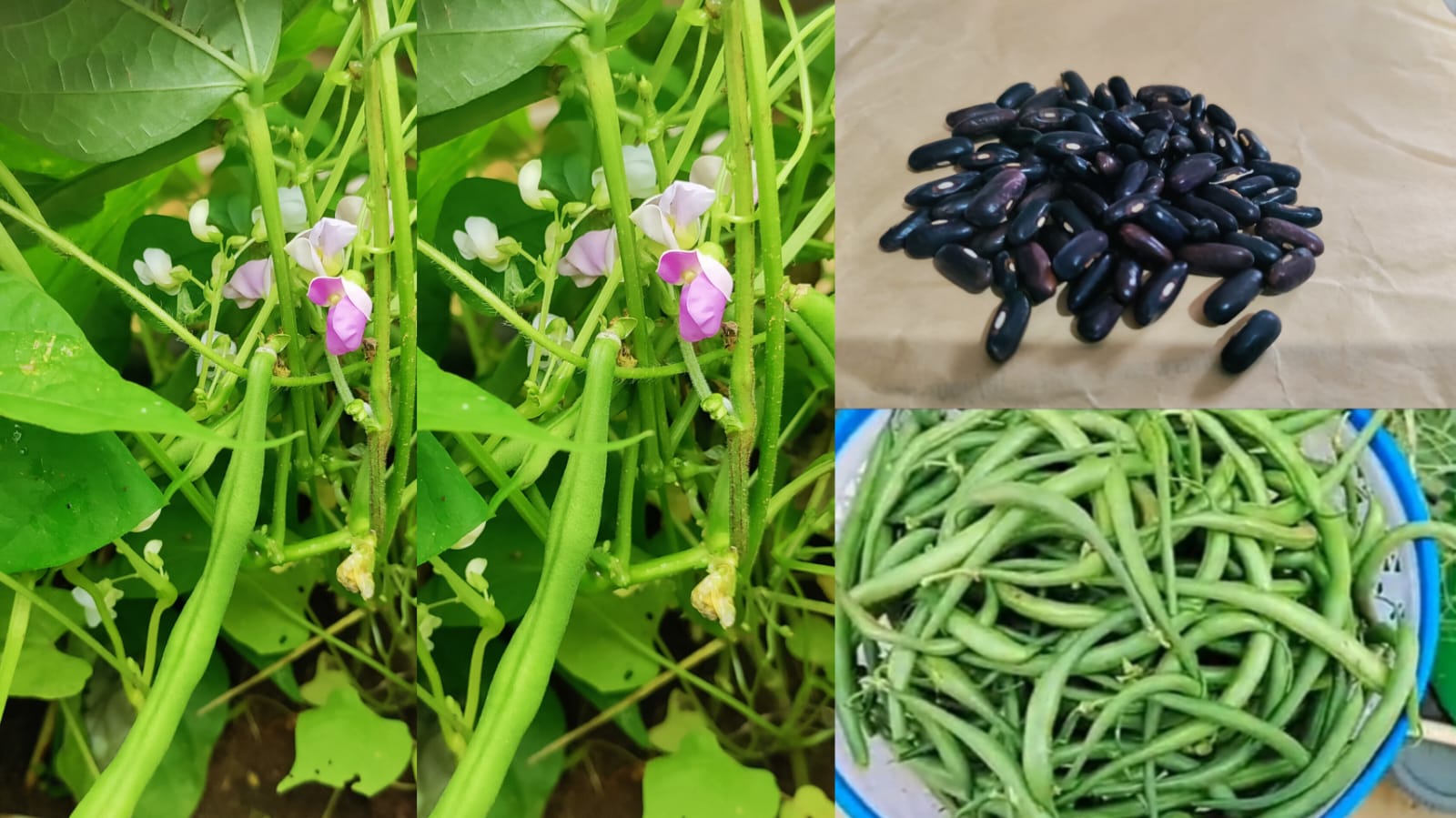 Purple seed bush french beans delicious desi variety – native vegetable seeds for Indian home garden