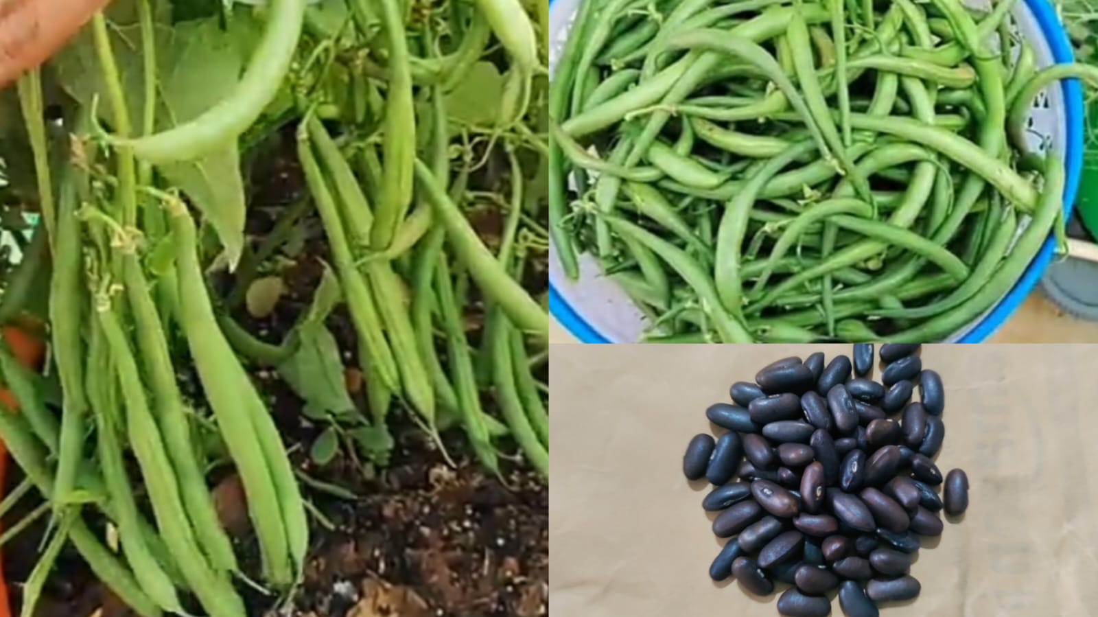 Black seed bush french beans desi variety – native vegetable seeds for Indian home garden