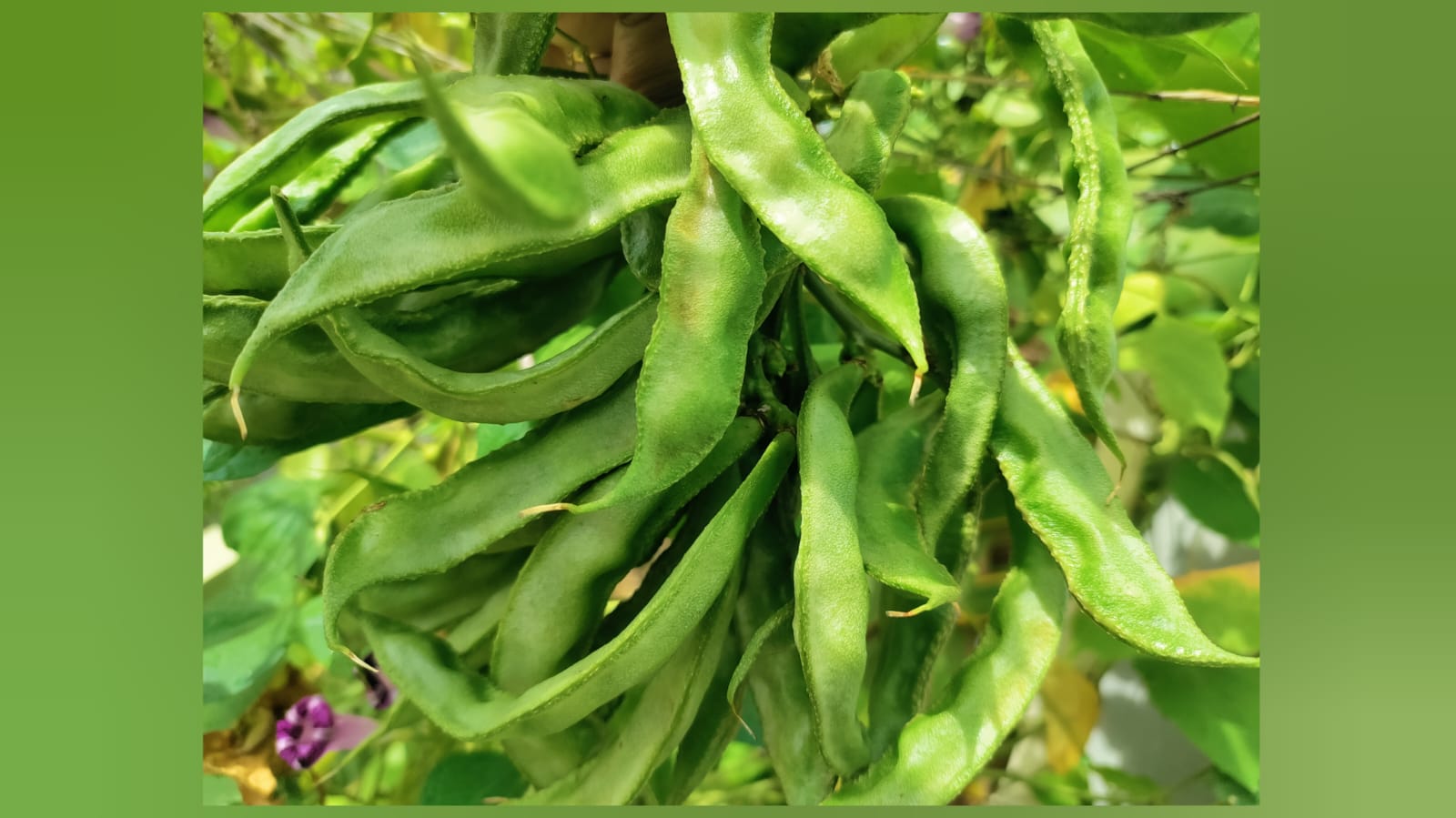 Green long chikkudu – native vegetable seeds for Indian home garden