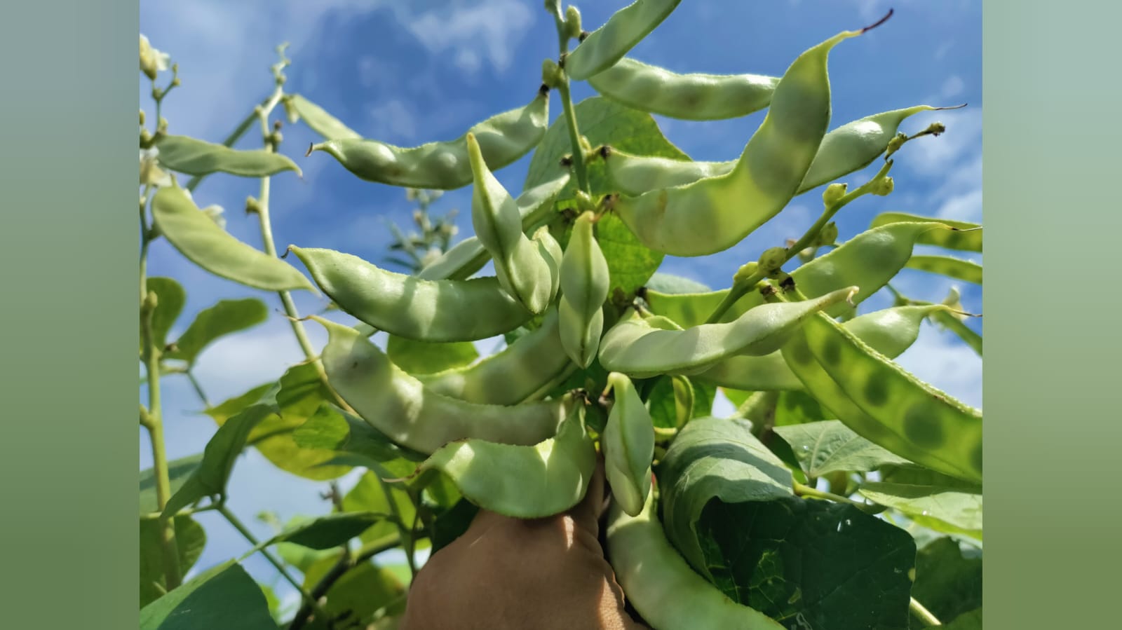 White medium long chikkudu – native vegetable seeds for Indian home garden