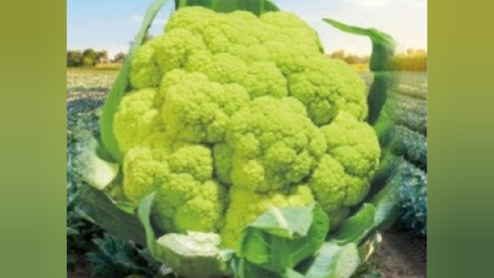 Green cauliflower – native vegetable seeds for Indian home garden