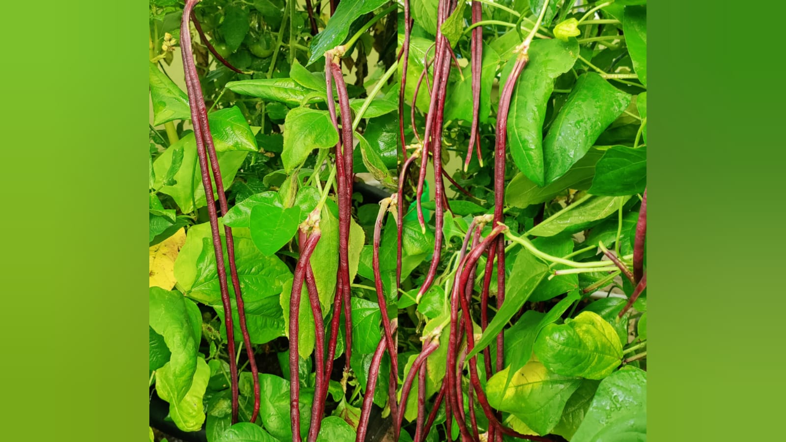 Purple long beans