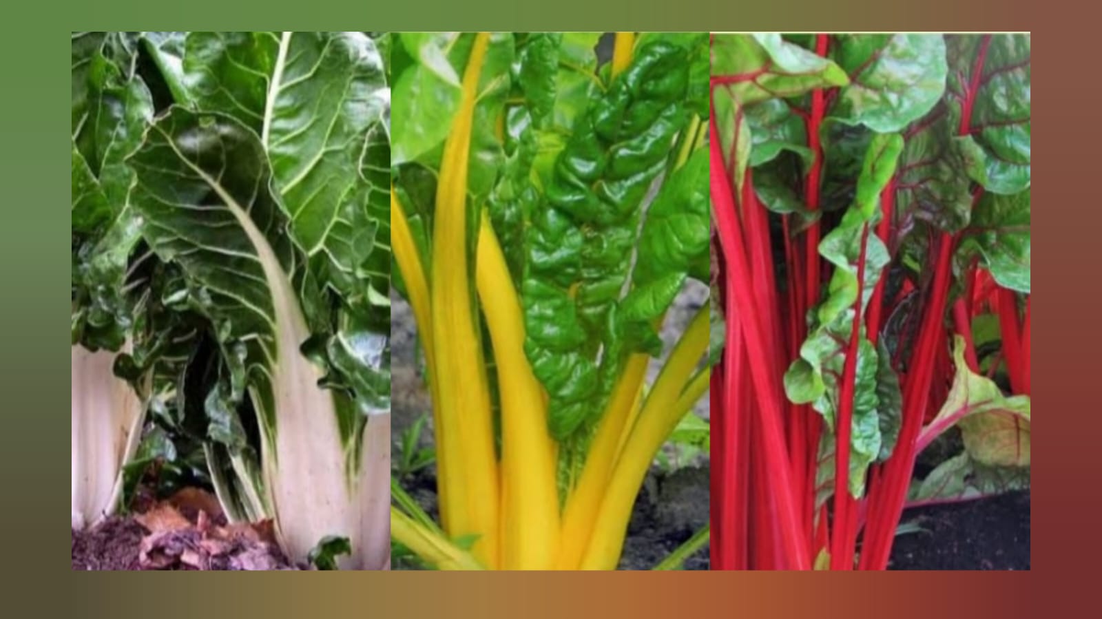 Mix Swiss chard