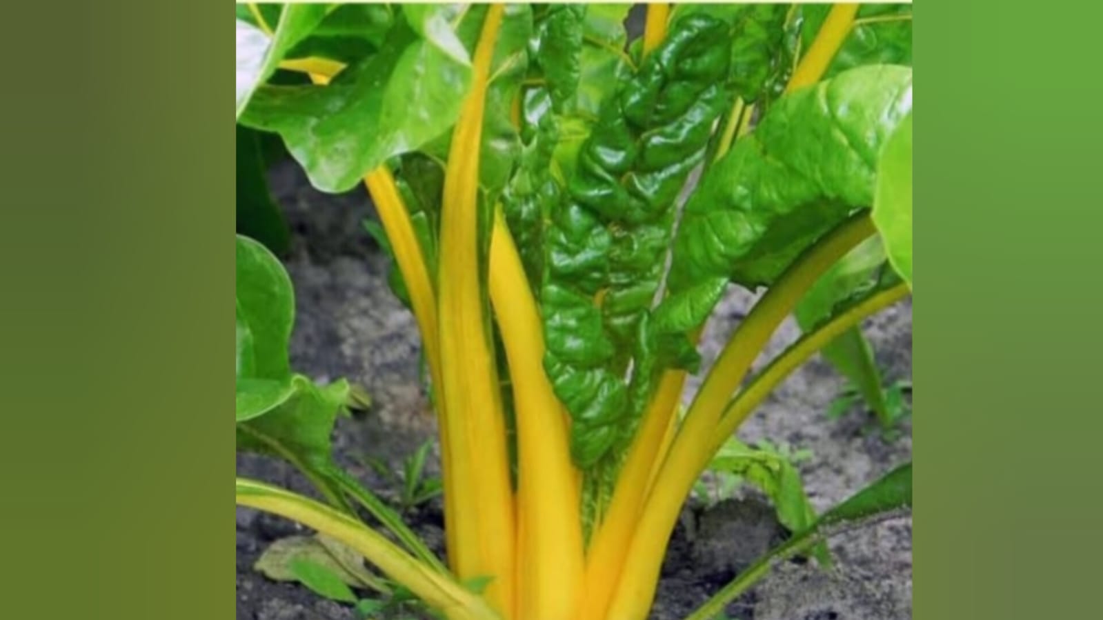 Yellow Swiss chard