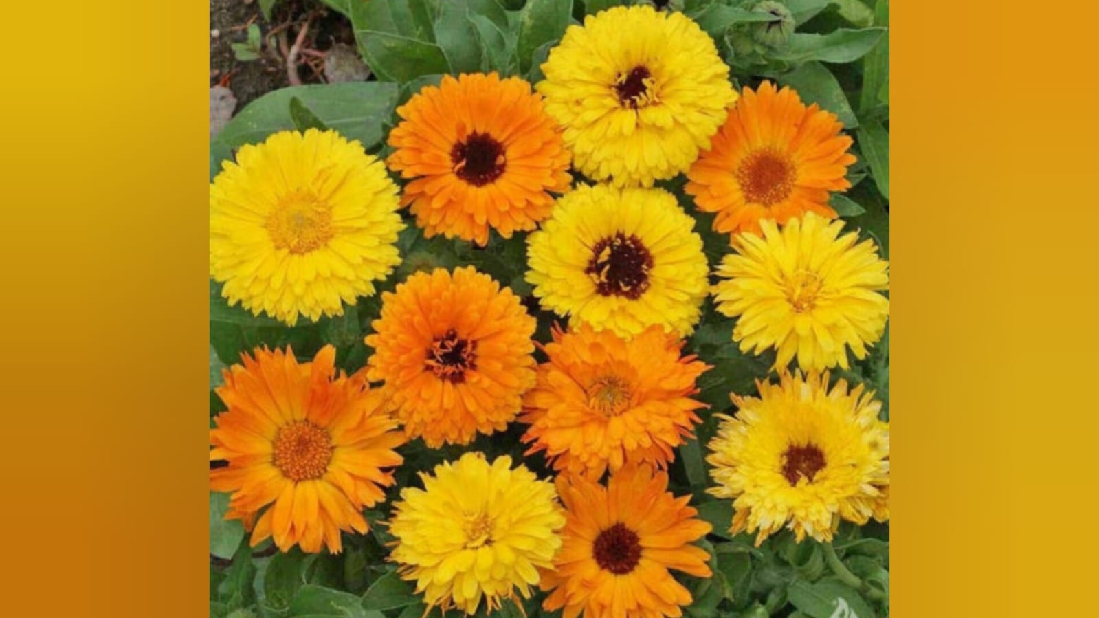 Calendula mix – winter flower seeds for home garden in India