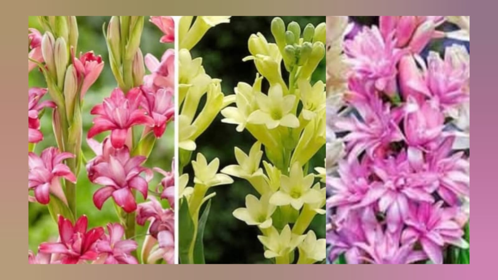 Rajani ghanda bulbs 3 colours