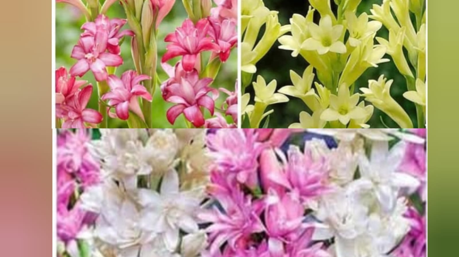 Rajani ghanda bulbs 4 colours