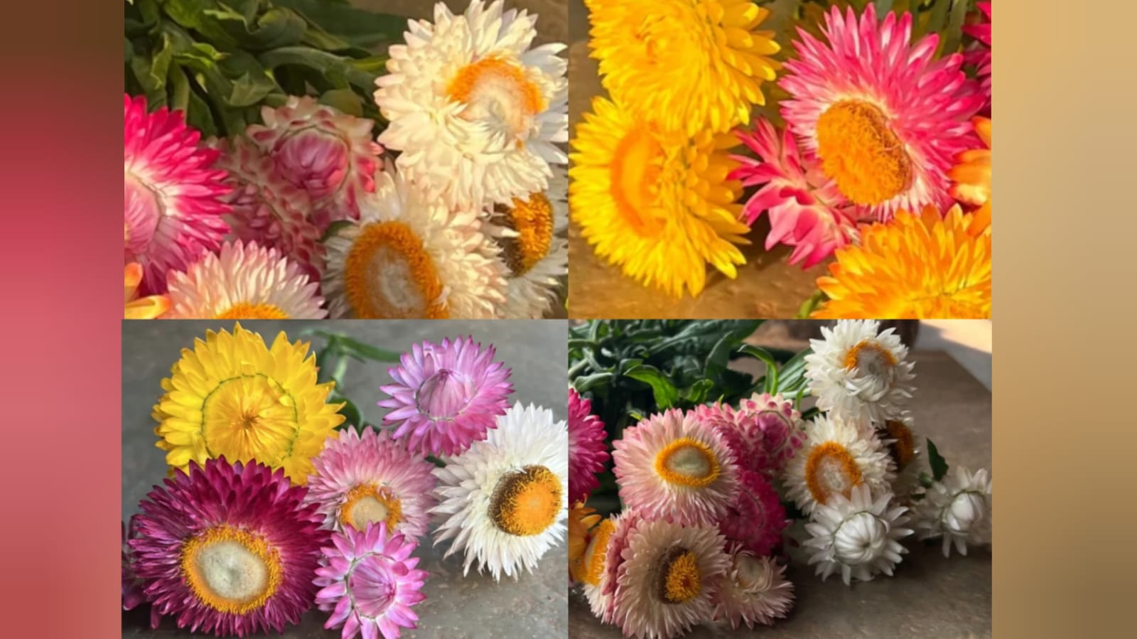 Strawsflower seeds – winter flower seeds for home garden in India