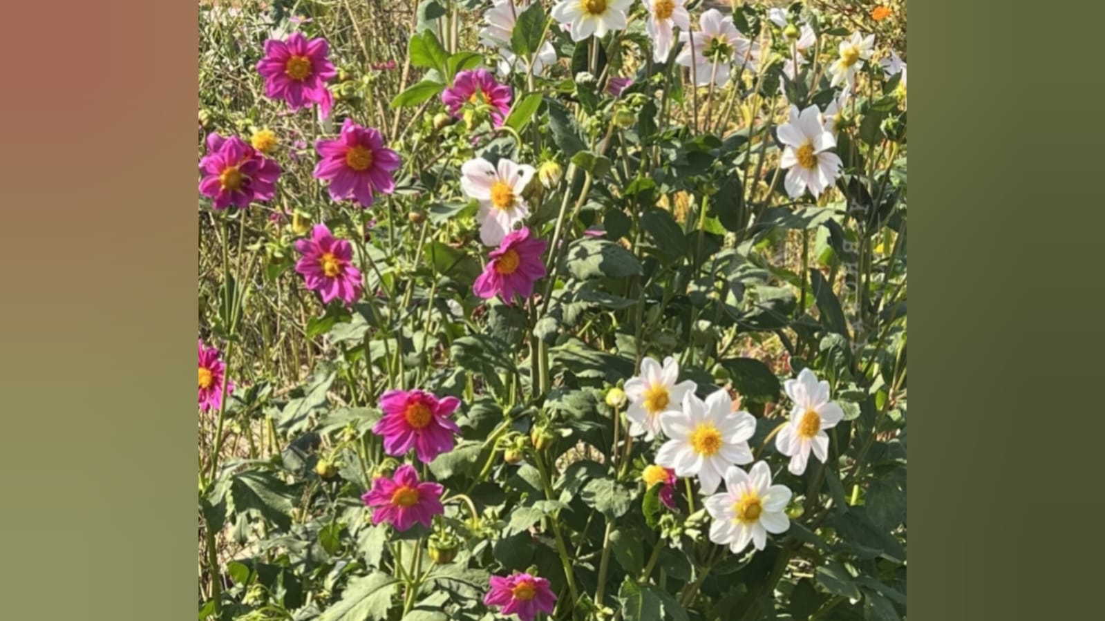 Pink white dhaliya mix seeds – winter flower seeds for home garden in India