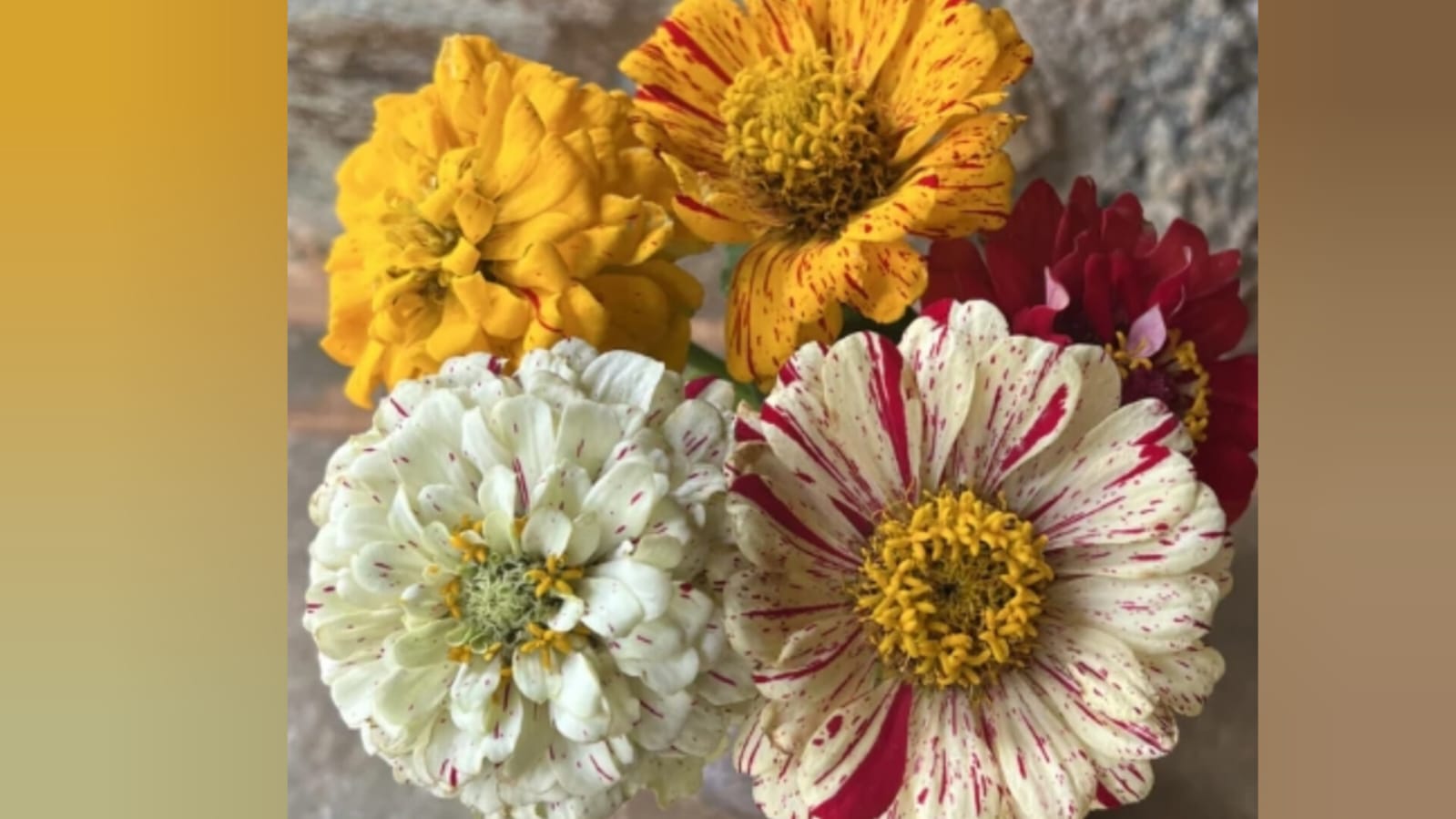 Peppermint stick zinnia – winter flower seeds for home garden in India