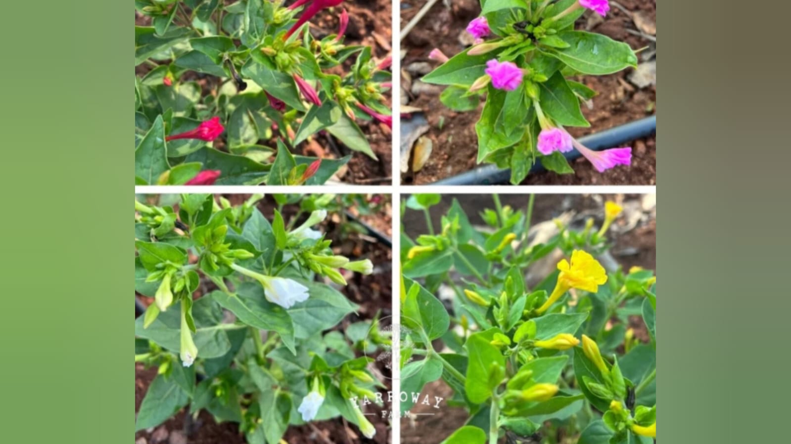 4'0 clock mix rare colours – winter flower seeds for home garden in India