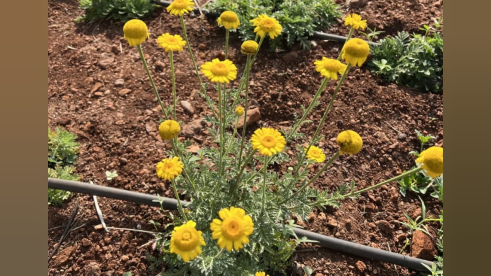 Chamomile flower seeds