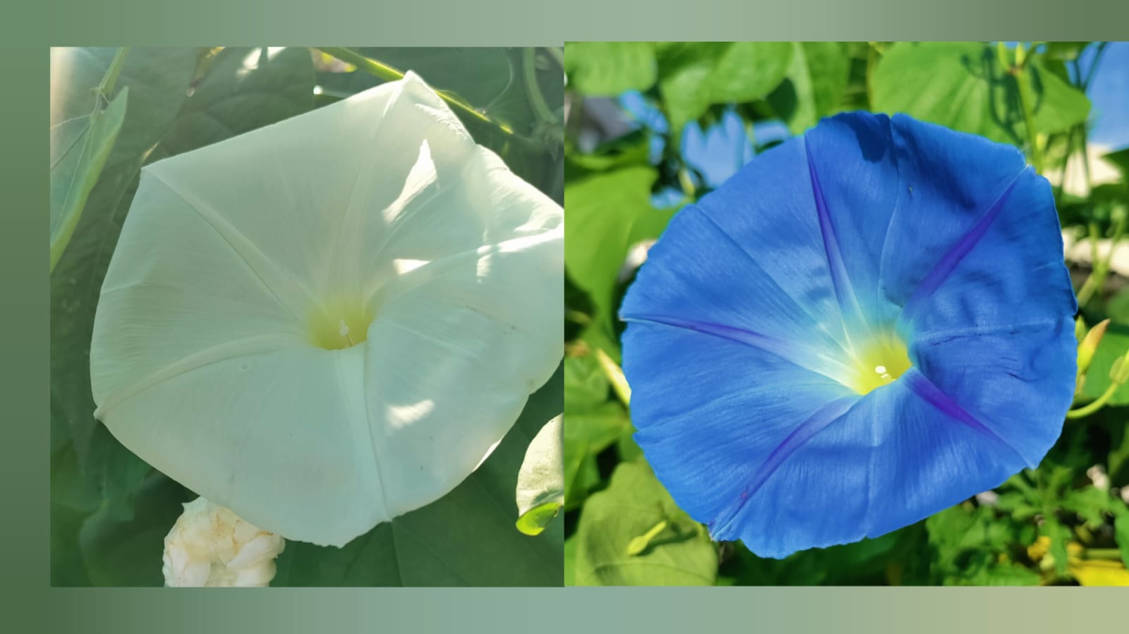 Big size flowers white blue morning glory mix seeds