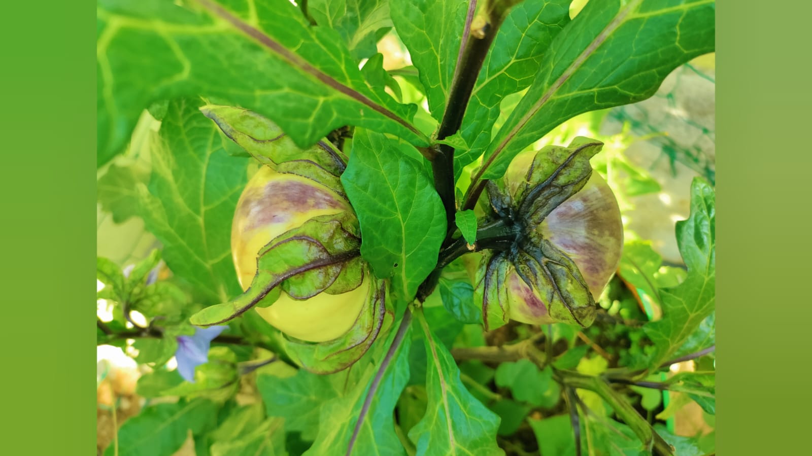 Musugu vankaya – native vegetable seeds for Indian home garden