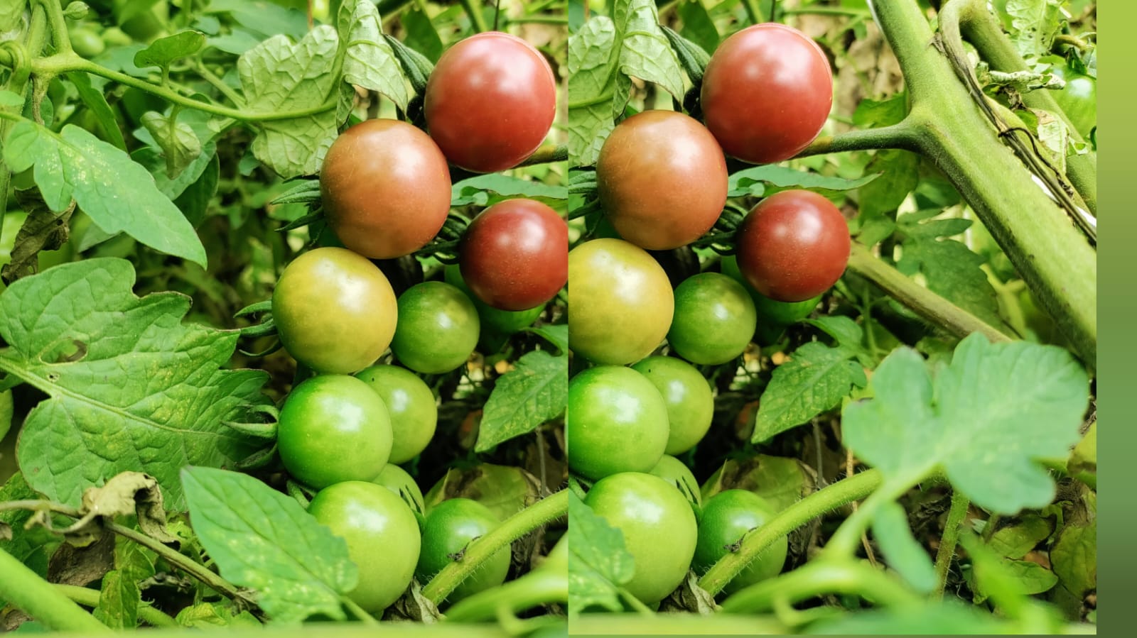 Straw berry tomato – native vegetable seeds for Indian home garden