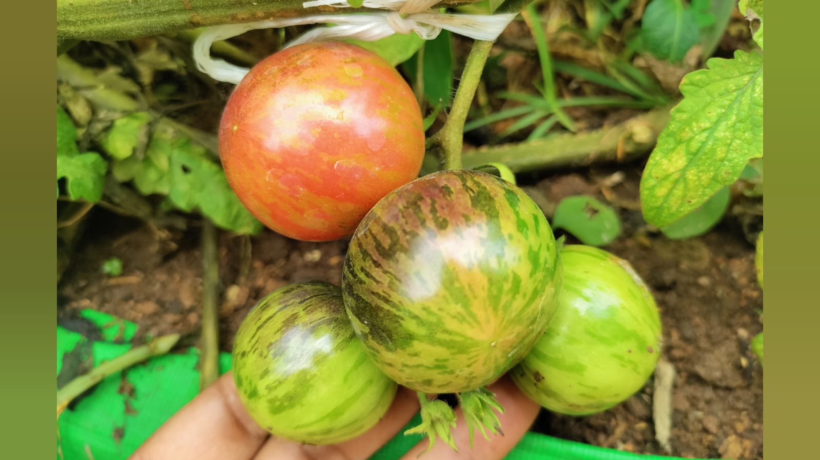 Black vernissage tomato – native vegetable seeds for Indian home garden