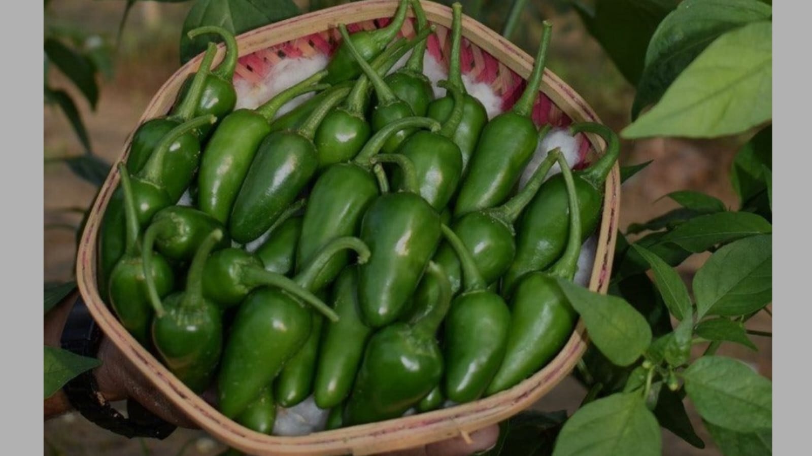 Jalapenos green chilli – native vegetable seeds for Indian home garden