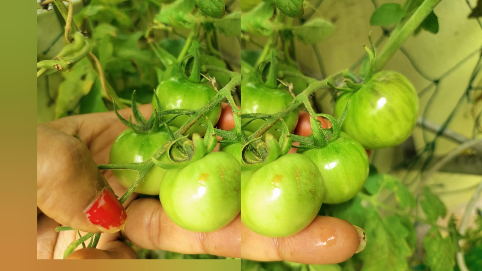 Green vernissage tomato – native vegetable seeds for Indian home garden