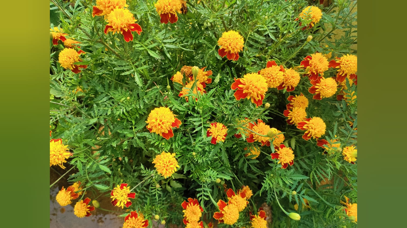 French marigold – native vegetable seeds for Indian home garden