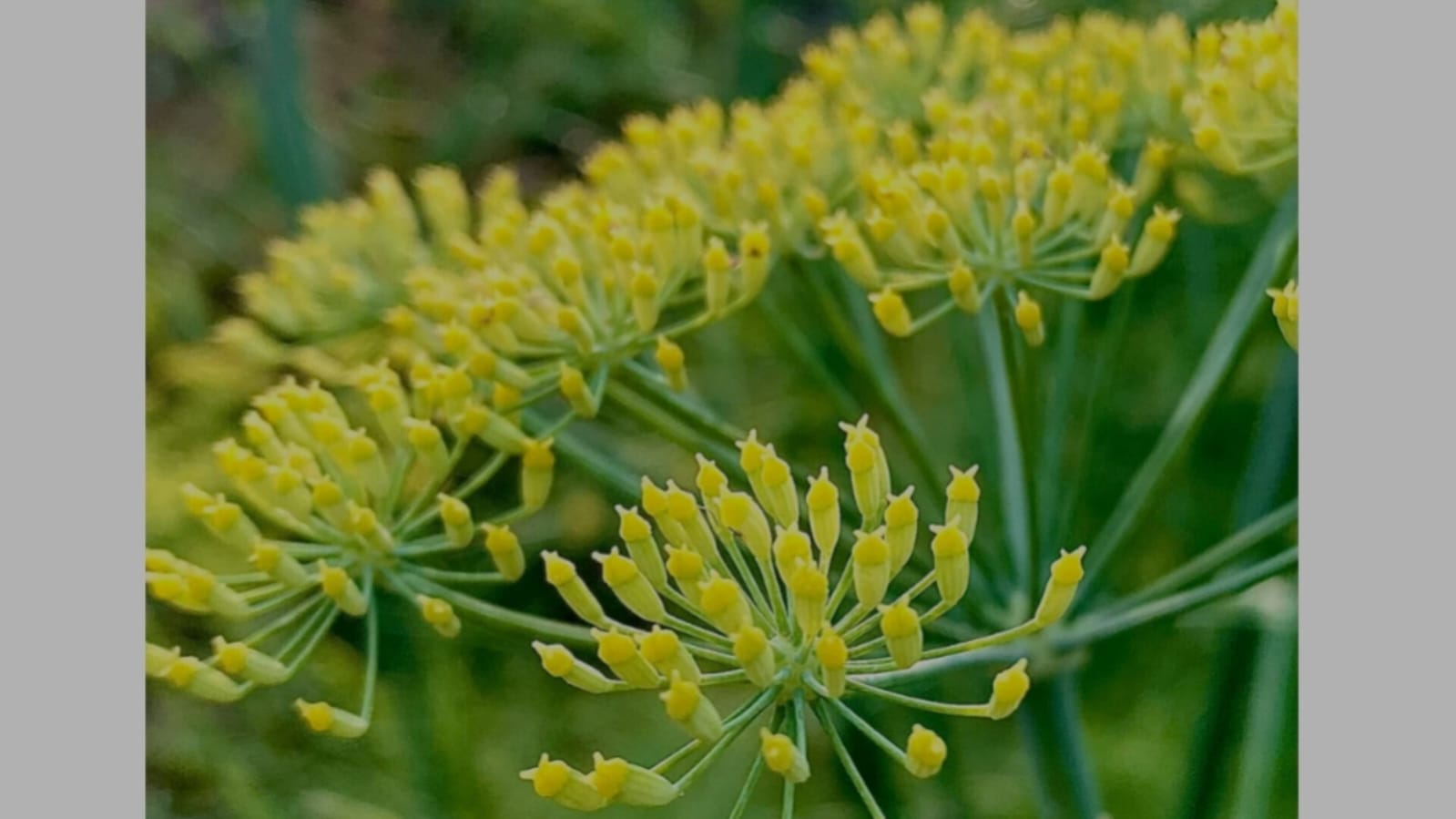 Fennel (sompu) – native vegetable seeds for Indian home garden