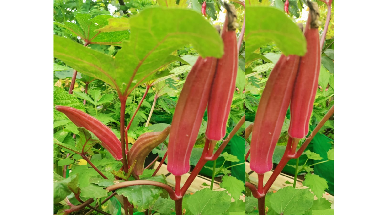 Orange okra – native vegetable seeds for Indian home garden