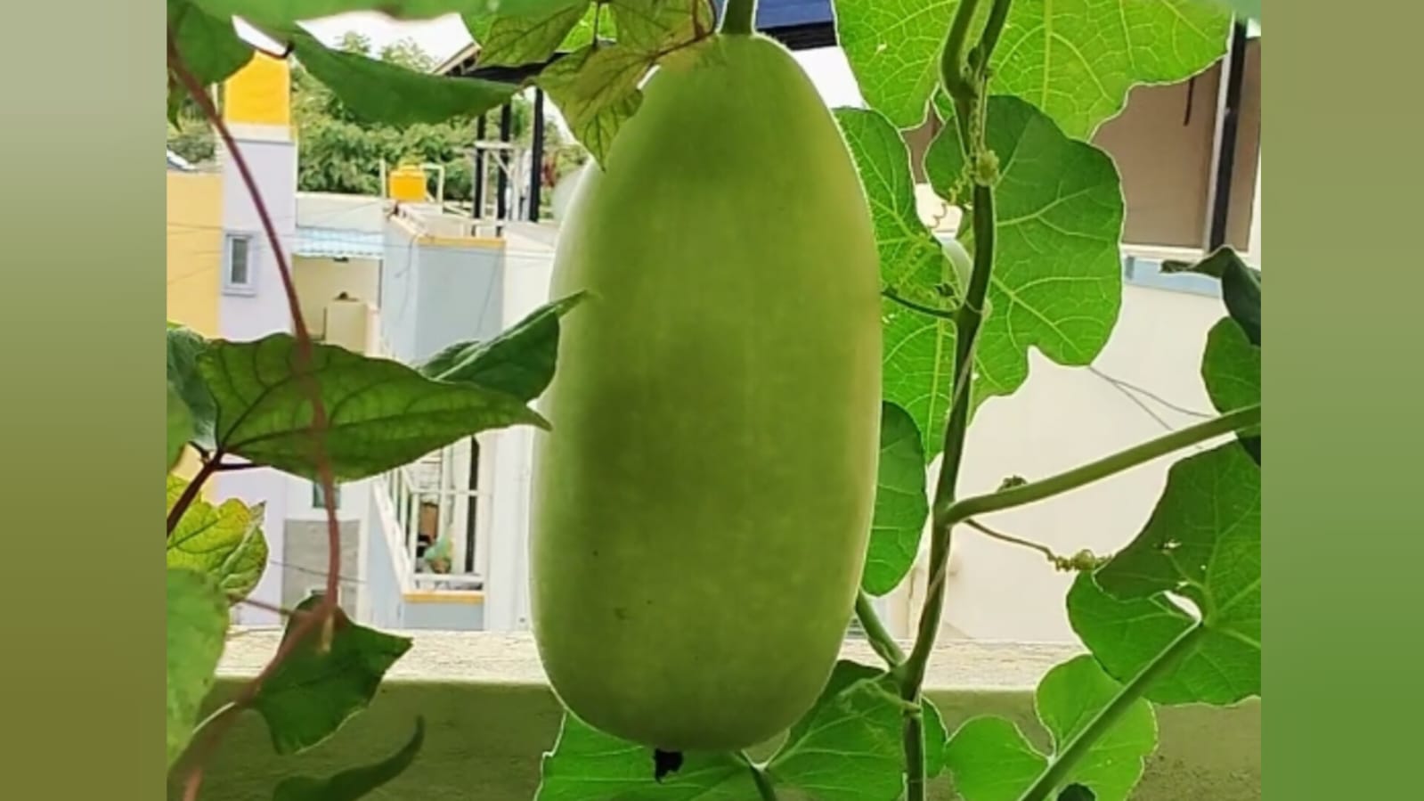 Gada sora (gada bottle gourd) desi – native vegetable seeds for Indian home garden