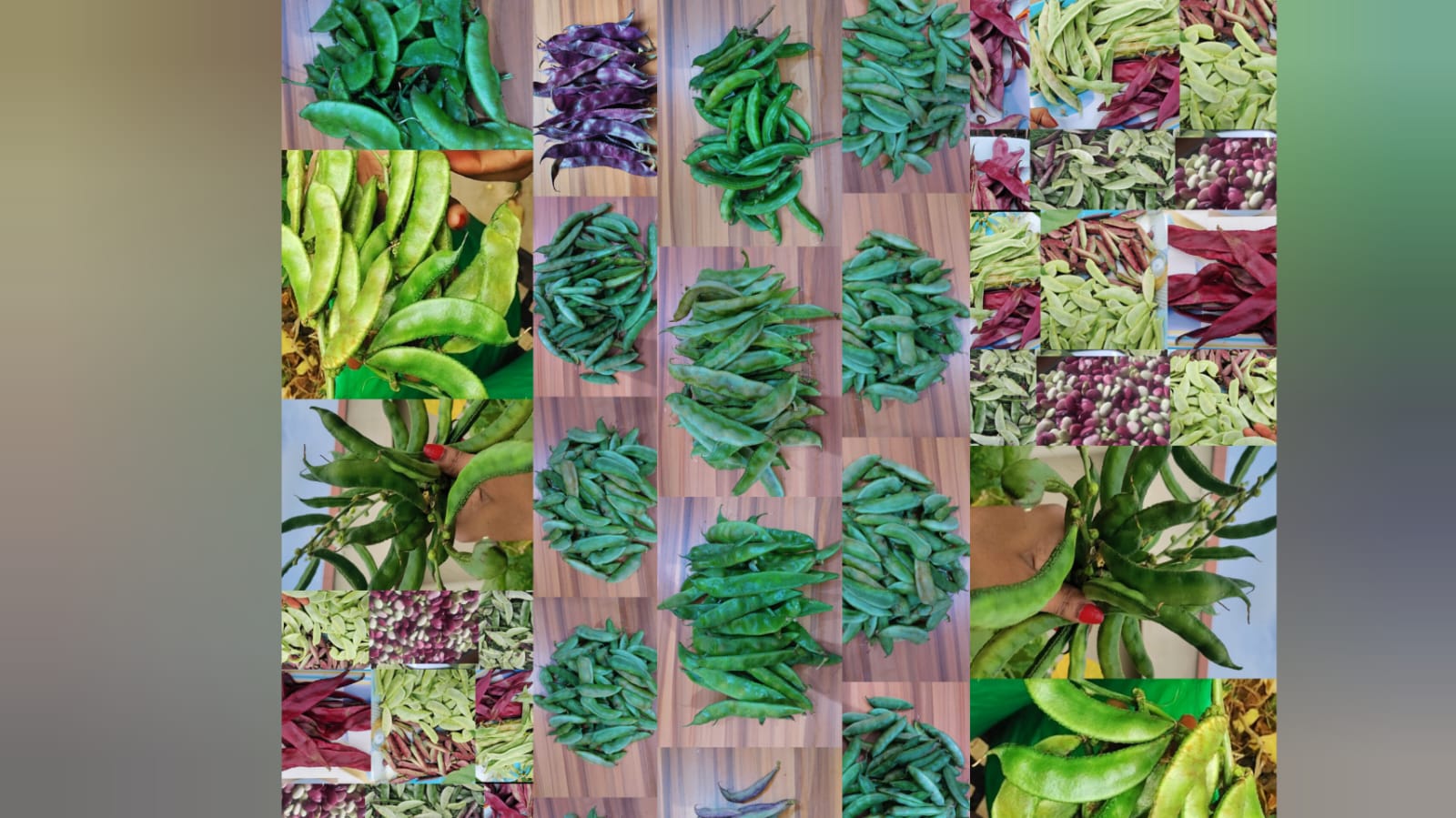 30 varieties chikkudu seeds – native vegetable seeds for Indian home garden