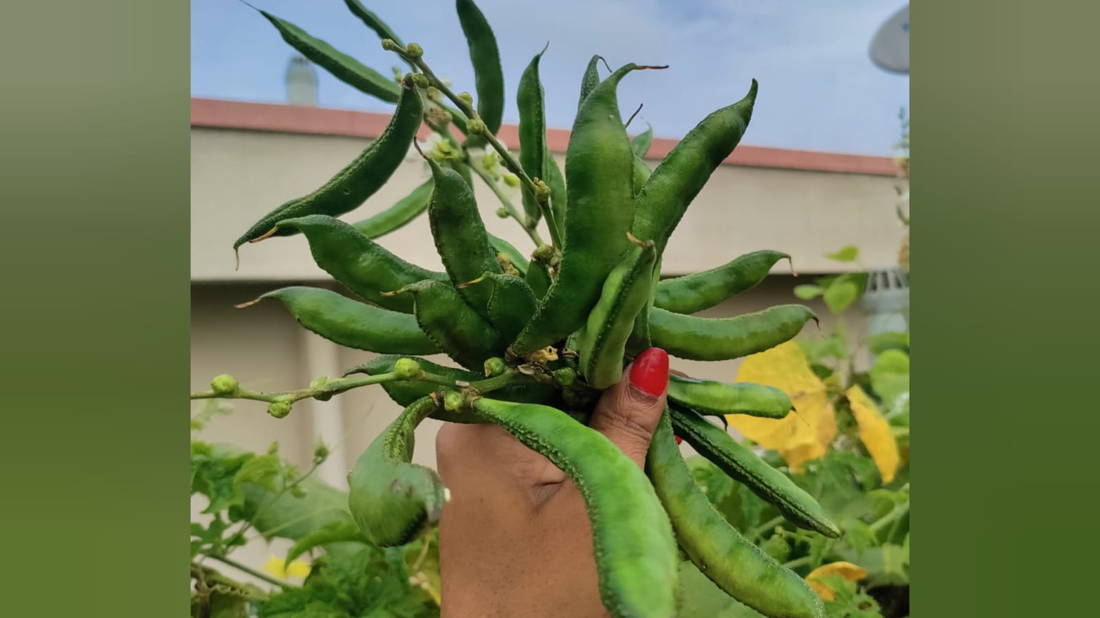 Gutti chikkudu – native vegetable seeds for Indian home garden