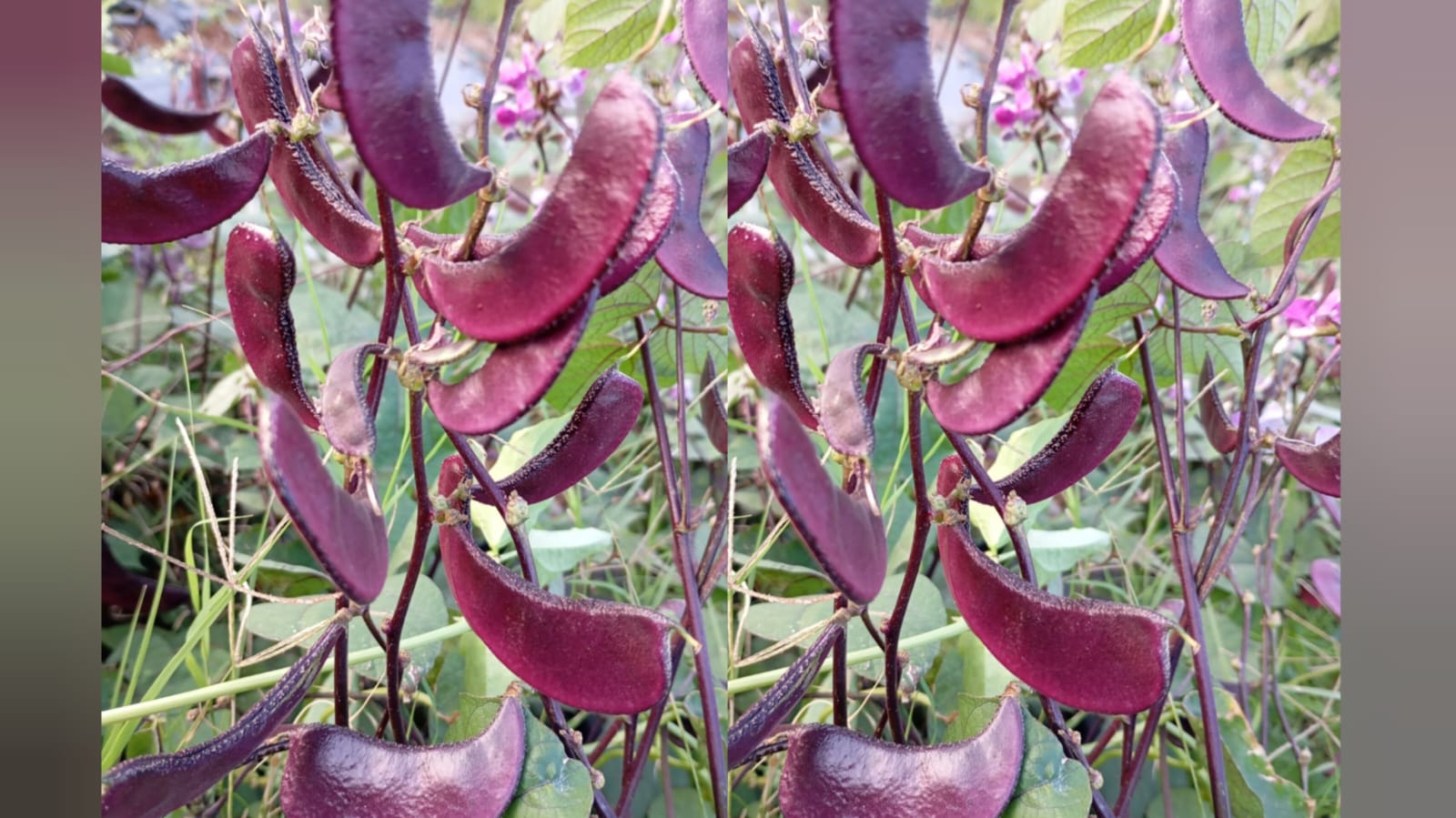 Red short chikkudu – native vegetable seeds for Indian home garden