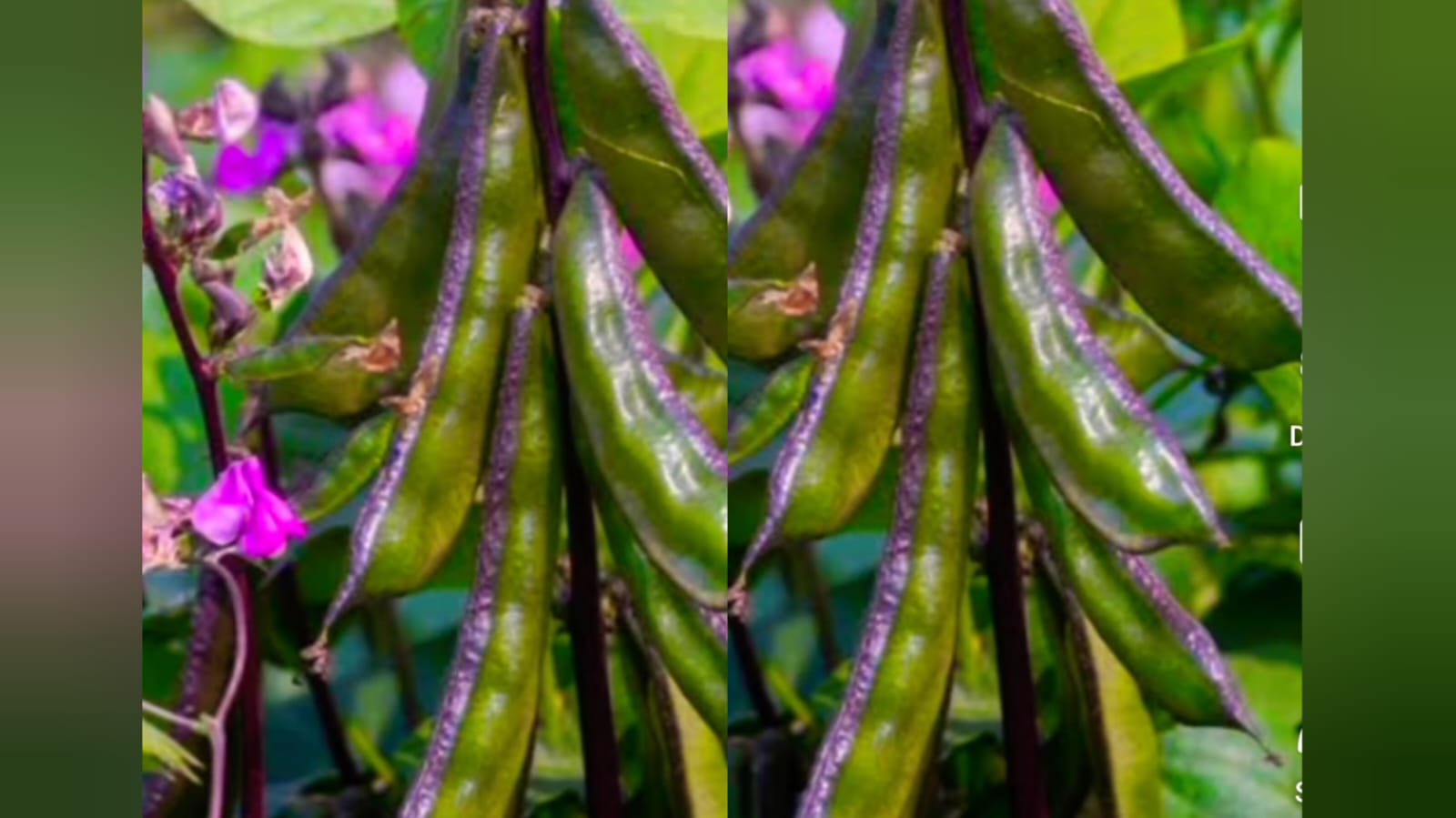 Purple green chikkudu – native vegetable seeds for Indian home garden