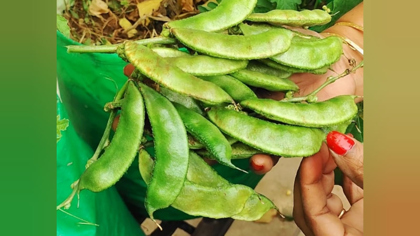 Short gutti chikkudu (olive green seed) – native vegetable seeds for Indian home garden