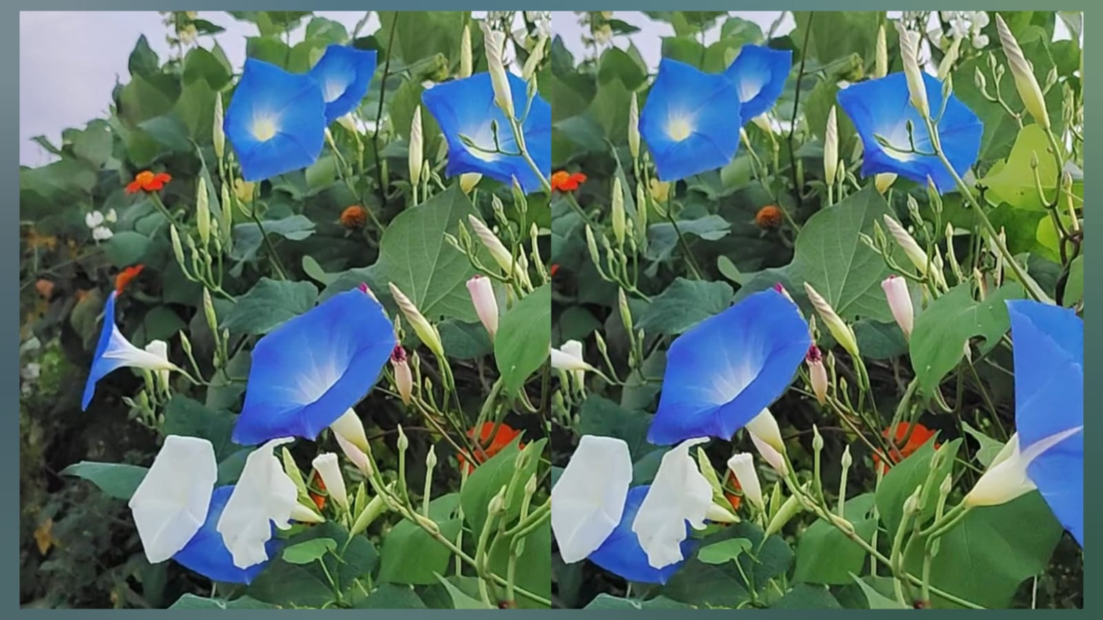 24 hours looking fresh big morning glory mix