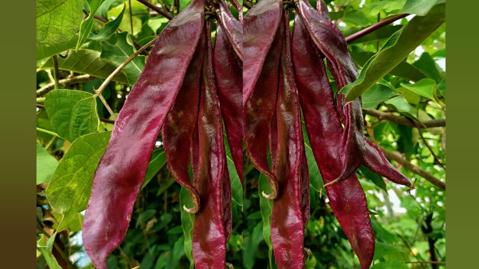 Red long gutti chikkudu – native vegetable seeds for Indian home garden