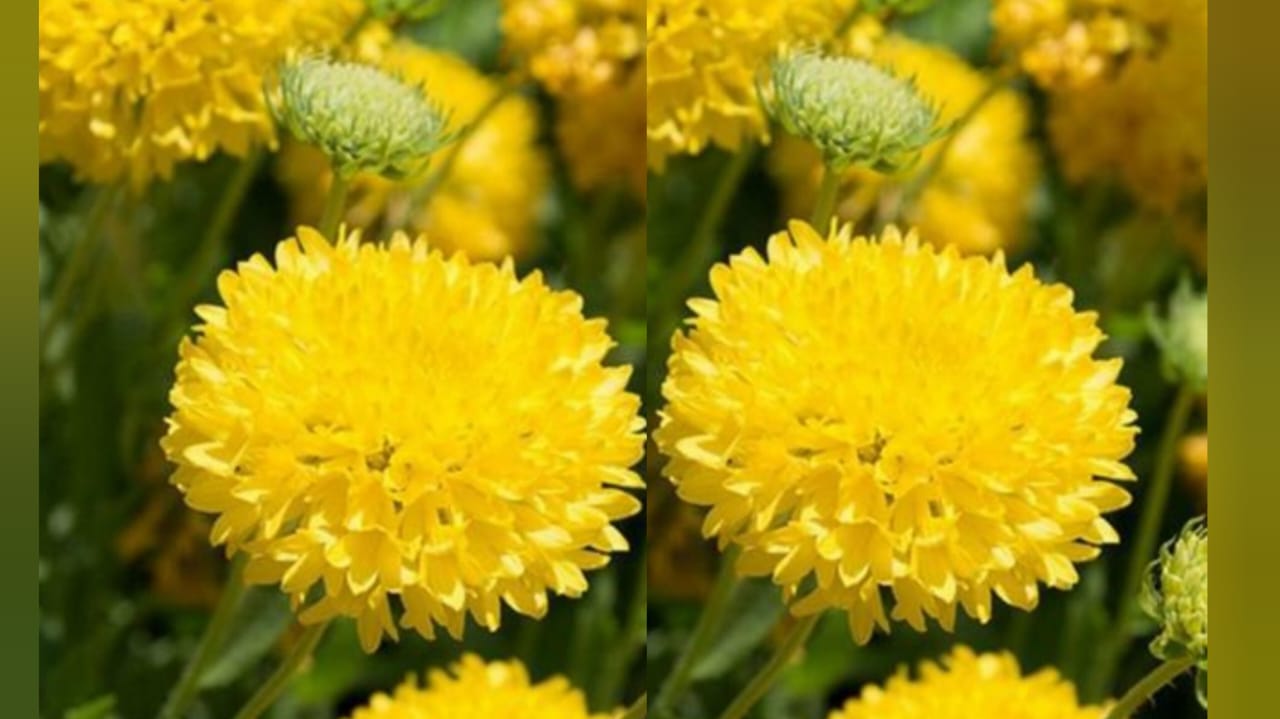 Lemon yellow gailardia big size