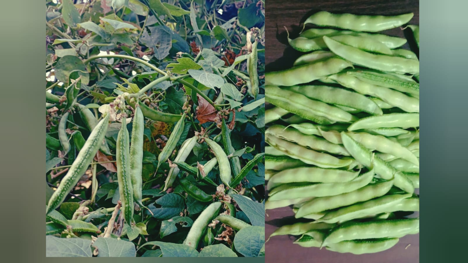 Pencil Kanupu Chikkudu – native vegetable seeds for Indian home garden