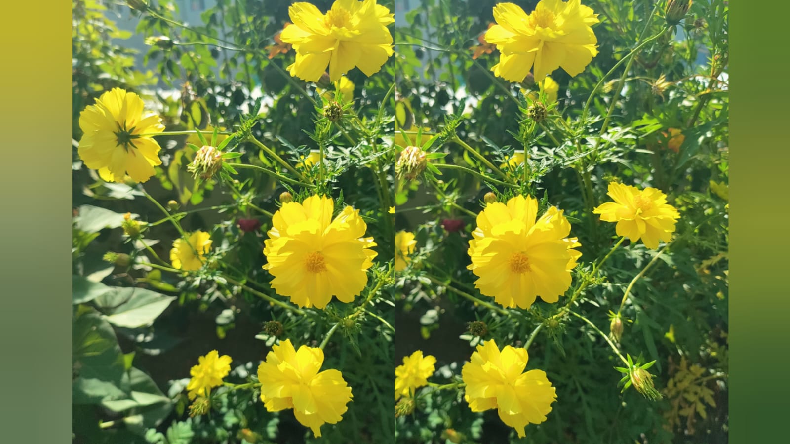 Multi Petal Cosmos Yellow – all seasonal flower seeds for home garden in India
