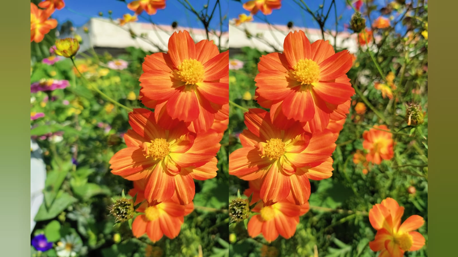 color change cosmos – all seasonal flower seeds for home garden in India