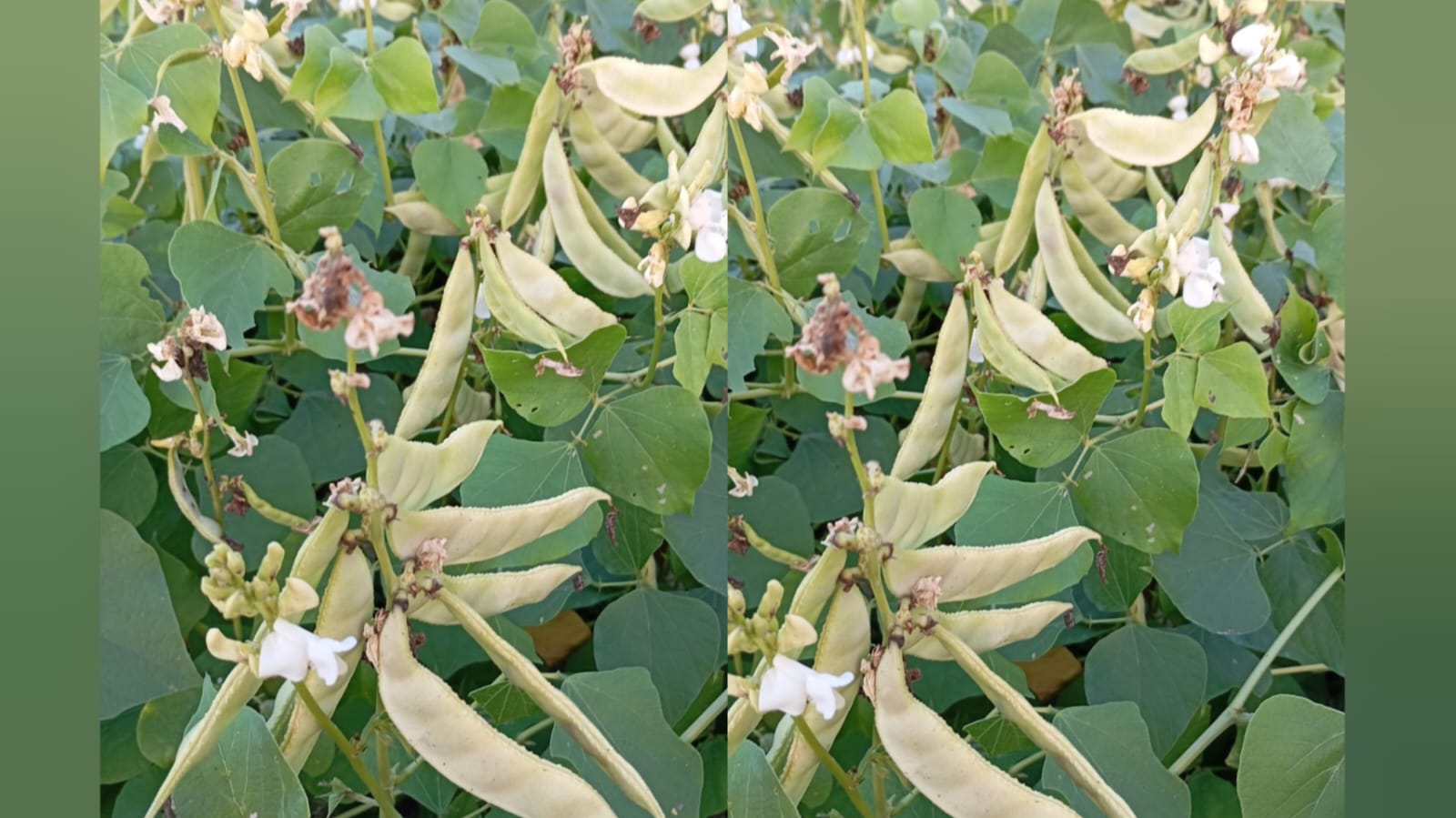 White medium long chikkudu
