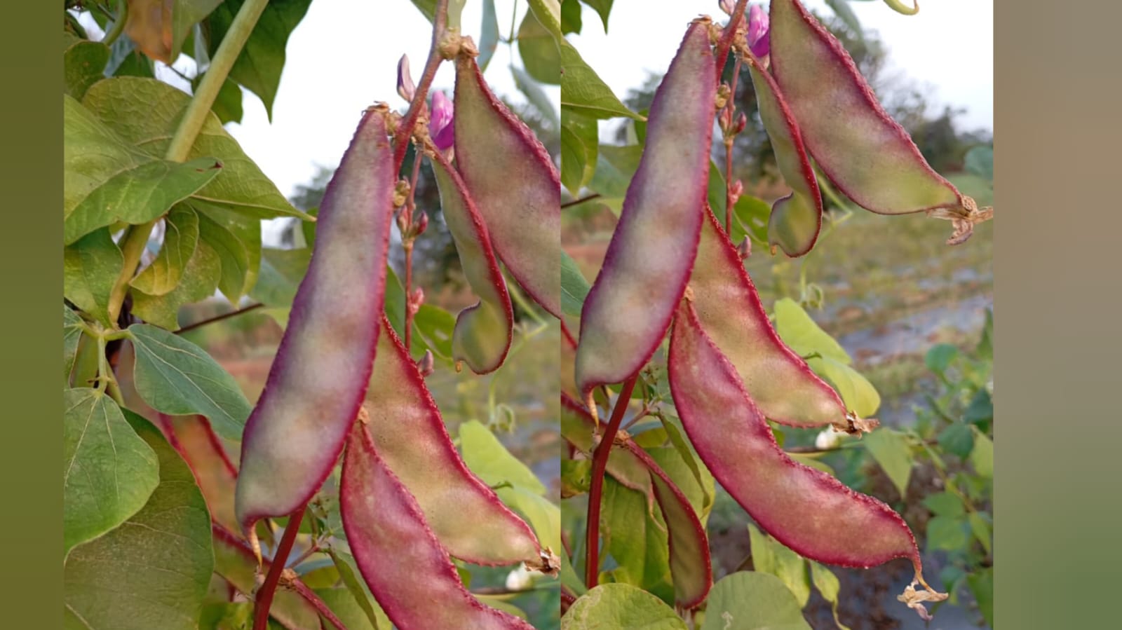 Pink border chikkudu