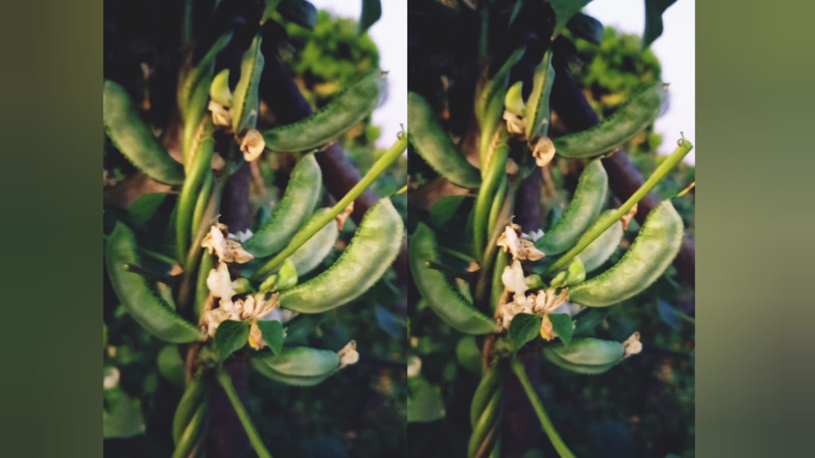 Kanupu chikkudu white seed – native vegetable seeds for Indian home garden