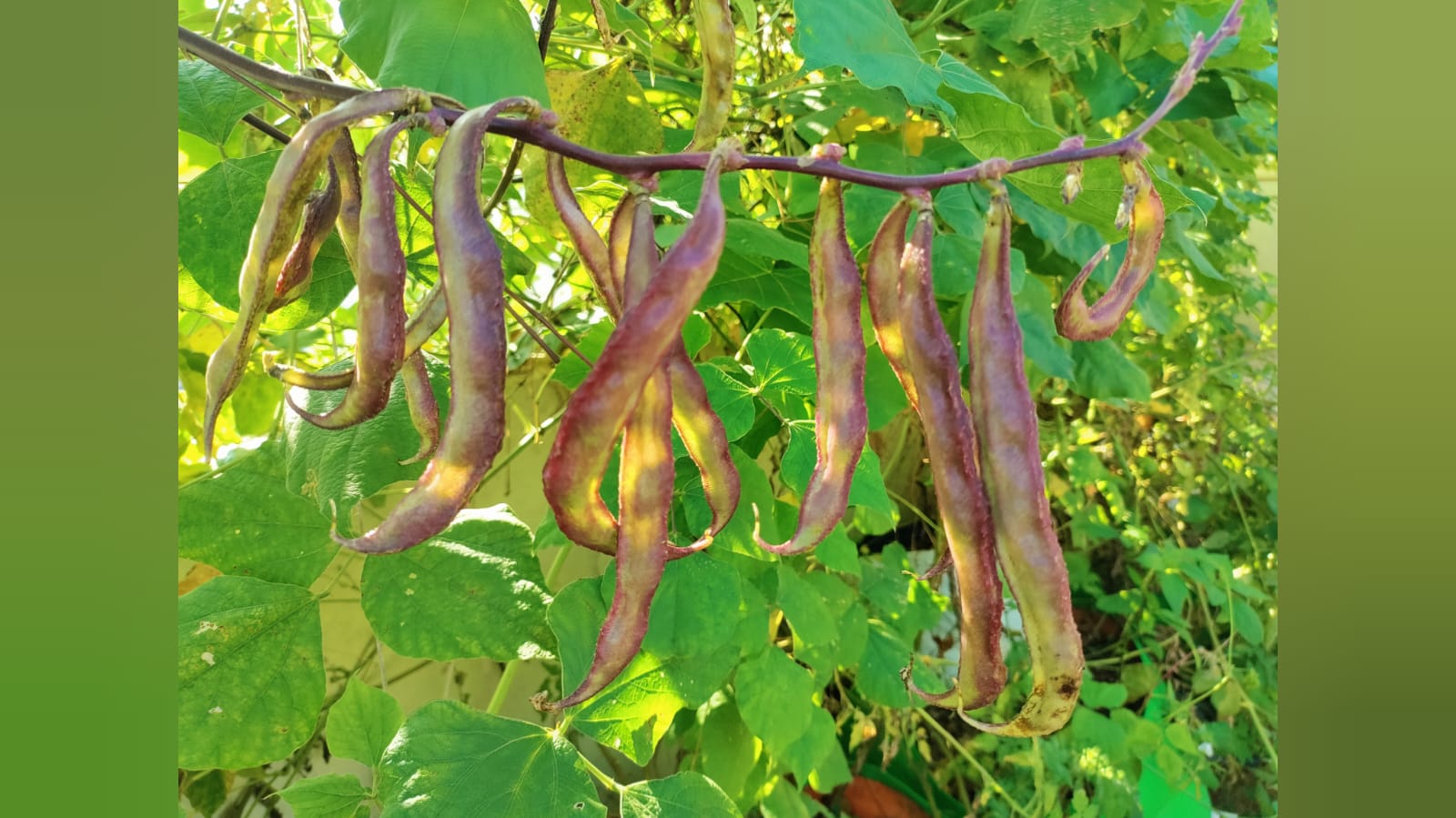 Pink Long Chikkudu – native vegetable seeds for Indian home garden