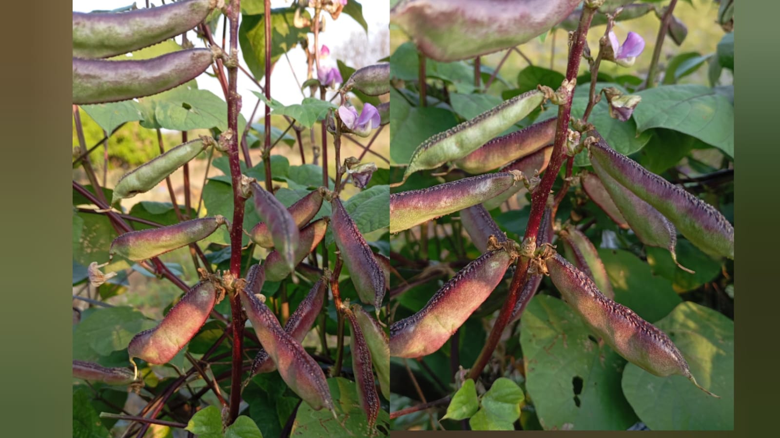 365 Days Purple Kanupu Chikkudu – native vegetable seeds for Indian home garden