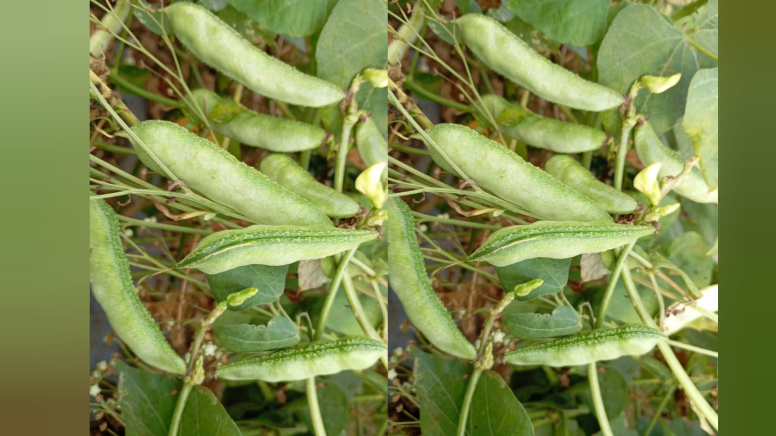 Green kanupu chikkudu – native vegetable seeds for Indian home garden