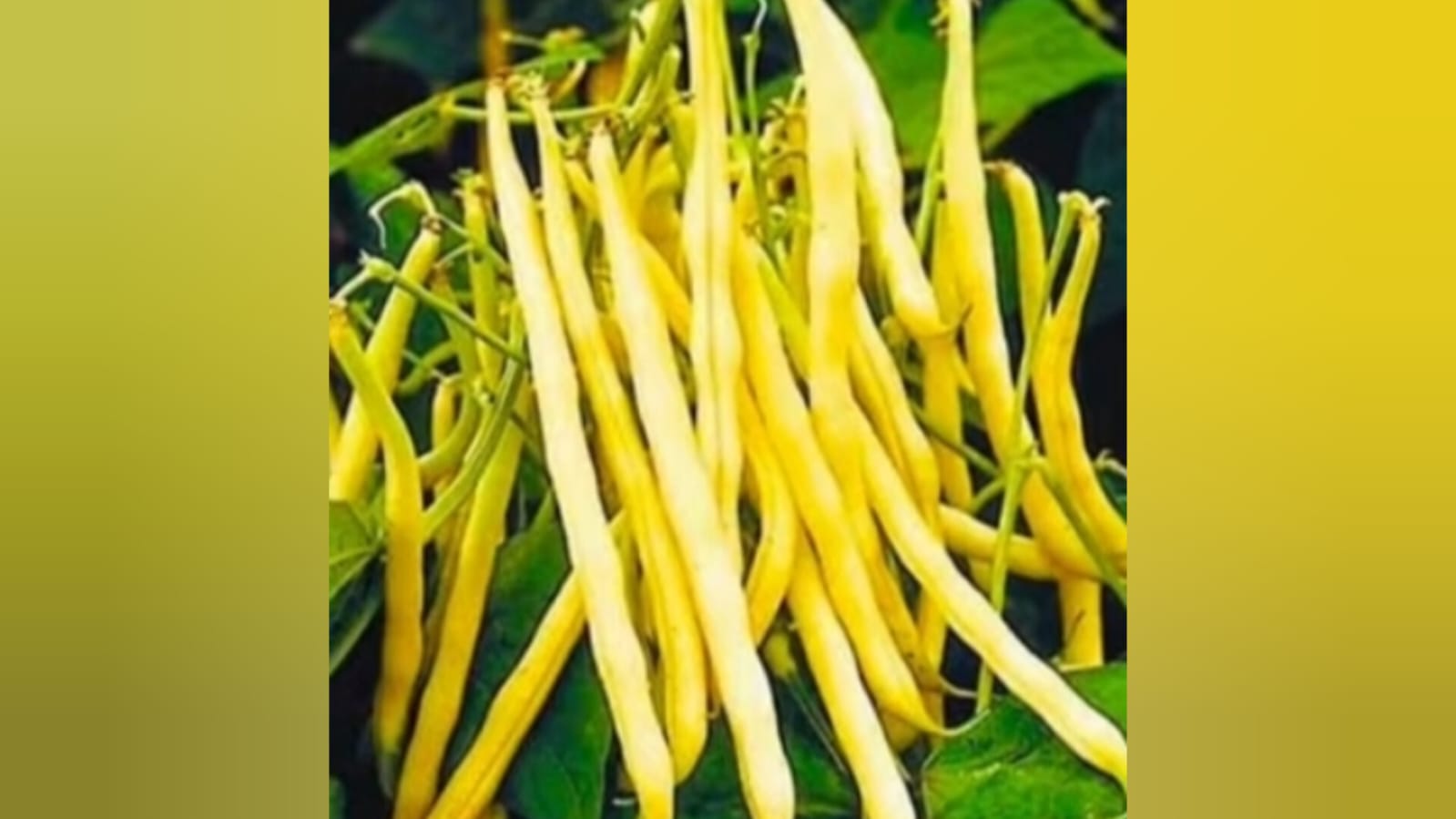 Yellow bush french beans desi variety – native vegetable seeds for Indian home garden