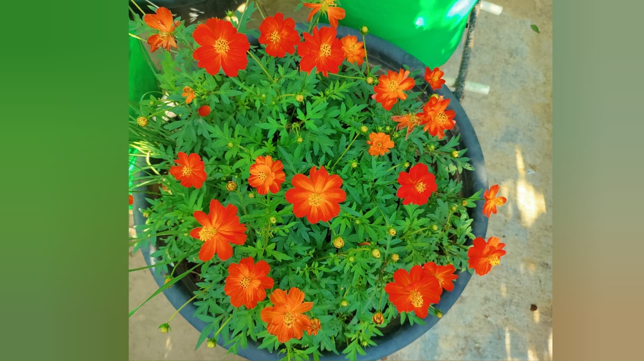 Dwarf Red Cosmos