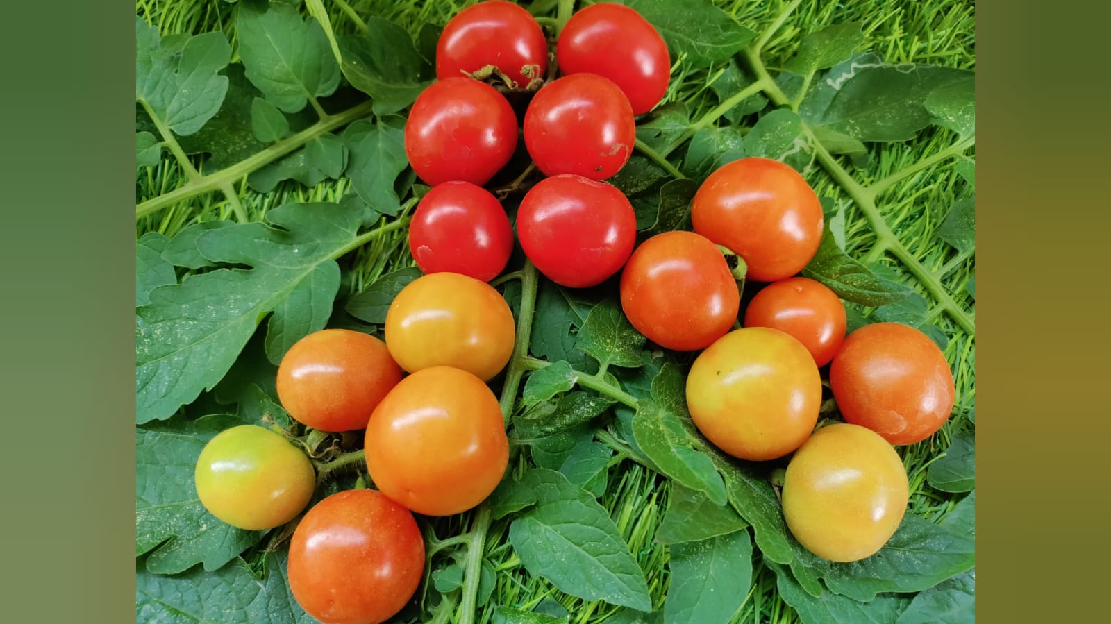 Juicy mini desi tomato