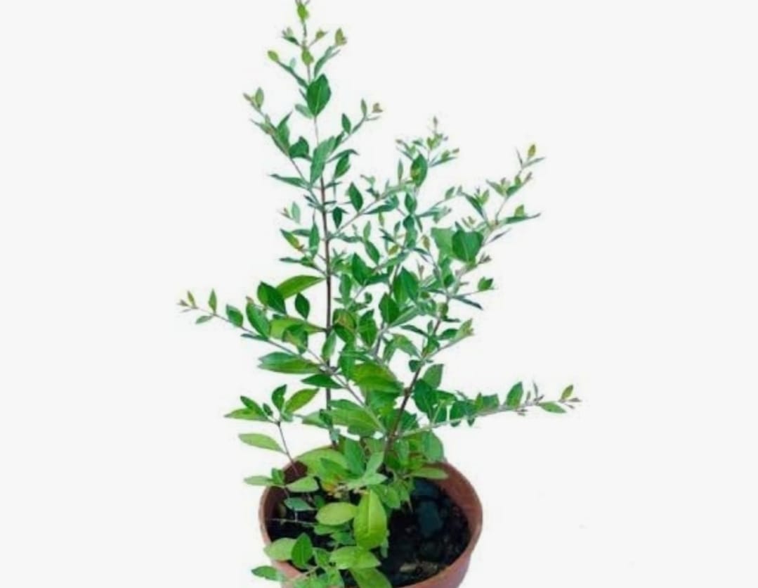 Henna seeds (gorintaku) seeds – buy online India