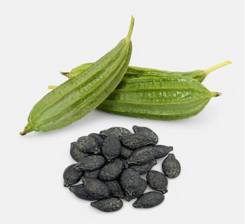 Summer Ridge Gourd (vesavi beera) seeds – buy online India