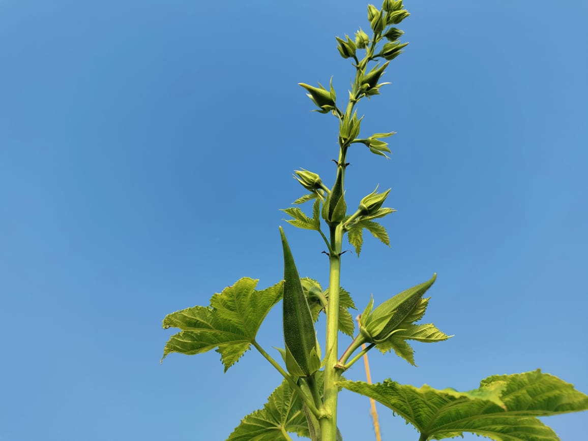 Chettu benda – native vegetable seeds for Indian home garden